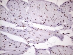 NUDT21 Monoclonal Antibody (OTI13H1), TrueMAB , OriGene 100 &mu;L; Unconjugated:Antibodies,