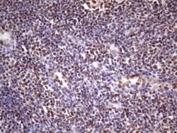 NUDT21 Monoclonal Antibody (OTI13H1), TrueMAB , OriGene 100 &mu;L; Unconjugated:Antibodies,