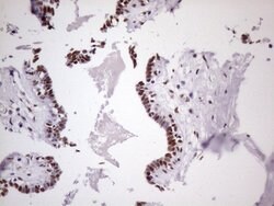 NUDT21 Monoclonal Antibody (OTI1B1), TrueMAB , OriGene:Antibodies:Primary