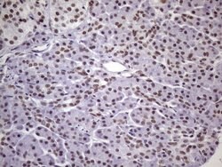 NUDT21 Monoclonal Antibody (OTI1B1), TrueMAB , OriGene 100 &mu;L; Unconjugated:Antibodies,