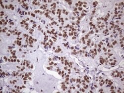 NUDT21 Monoclonal Antibody (OTI1B1), TrueMAB , OriGene 100 &mu;L; Unconjugated:Antibodies,