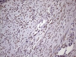NUDT21 Monoclonal Antibody (OTI1B1), TrueMAB , OriGene 100 &mu;L; Unconjugated:Antibodies,
