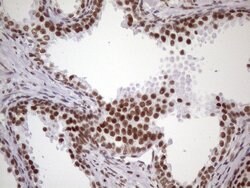 NUDT21 Monoclonal Antibody (OTI1B1), TrueMAB , OriGene 100 &mu;L; Unconjugated:Antibodies,