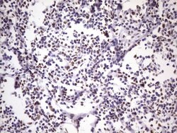 NUDT21 Monoclonal Antibody (OTI1B1), TrueMAB , OriGene 100 &mu;L; Unconjugated:Antibodies,