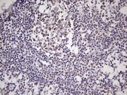 NUDT21 Monoclonal Antibody (OTI1B1), TrueMAB , OriGene 100 &mu;L; Unconjugated:Antibodies,