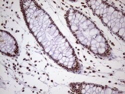 NUDT21 Monoclonal Antibody (OTI1B1), TrueMAB , OriGene 100 &mu;L; Unconjugated:Antibodies,