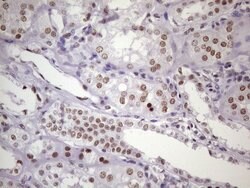 NUDT21 Monoclonal Antibody (OTI1B1), TrueMAB , OriGene 100 &mu;L; Unconjugated:Antibodies,