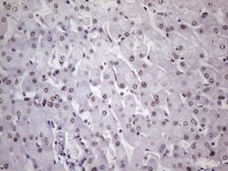 NUDT21 Monoclonal Antibody (OTI1B1), TrueMAB , OriGene 100 &mu;L; Unconjugated:Antibodies,