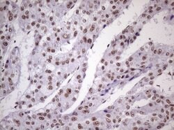 NUDT21 Monoclonal Antibody (OTI1B1), TrueMAB , OriGene 100 &mu;L; Unconjugated:Antibodies,