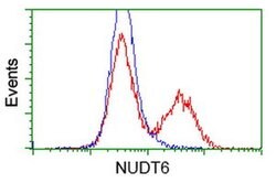 NUDT6 Monoclonal Antibody (OTI10A9), TrueMAB , OriGene:Antibodies:Primary