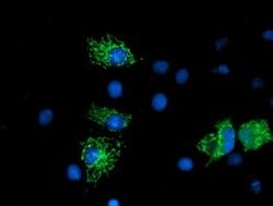 NUDT6 Monoclonal Antibody (OTI7F4), TrueMAB , OriGene 100 &mu;L; Unconjugated:Antibodies,