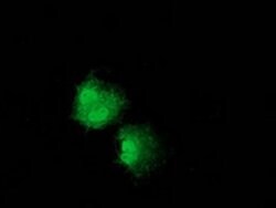 NUDT6 Monoclonal Antibody (OTI10A9), TrueMAB , OriGene 100 &mu;L; Unconjugated:Antibodies,