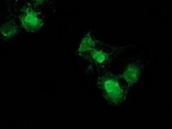 NUDT6 Monoclonal Antibody (OTI10B4), TrueMAB , OriGene 100 &mu;L; Unconjugated:Antibodies,