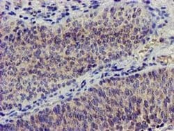 NUDT6 Monoclonal Antibody (OTI7F4), TrueMAB , OriGene 100 &mu;L; Unconjugated:Antibodies,
