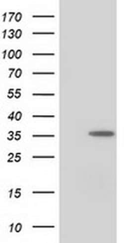 NUDT6 Monoclonal Antibody (OTI2E3), TrueMAB , OriGene:Antibodies:Primary