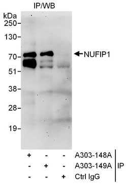 NUFIP1 Rabbit anti-Human, Polyclonal, Bethyl Laboratories 10 &mu;L; Unconjugated:Antibodies,