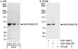 NUFIP2/82-FIP Rabbit anti-Human, Polyclonal, Bethyl Laboratories 100 &mu;L;