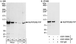 NUFIP2/82-FIP Rabbit anti-Human, Mouse, Polyclonal, Bethyl Laboratories