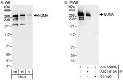NUMA Rabbit anti-Human, Polyclonal, Bethyl Laboratories 100 &mu;L; Unconjugated:Antibodies,