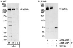 NUMA Rabbit anti-Human, Polyclonal, Bethyl Laboratories 100 &mu;L; Unconjugated:Antibodies,