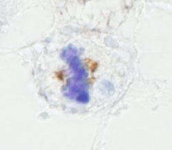NUMA Polyclonal Antibody, Bethyl Laboratories 100 &mu;L; Unconjugated:Antibodies,