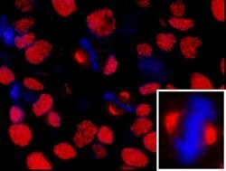 NUMA Polyclonal Antibody, Bethyl Laboratories 100 &mu;L; Unconjugated:Antibodies,