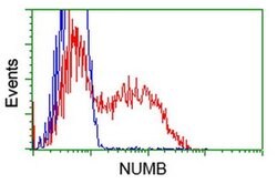 NUMB Monoclonal Antibody (OTI1A7), TrueMAB , OriGene:Antibodies:Primary