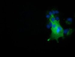 NUMB Monoclonal Antibody (OTI1A7), TrueMAB , OriGene:Antibodies:Primary