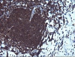 NUMB Mouse anti-Human, Clone: OTI5A9, liquid, TrueMAB 100 &mu;L; Unconjugated:Antibodies,
