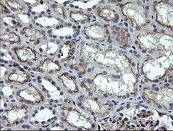 NUMB Mouse anti-Human, Clone: OTI5A9, liquid, TrueMAB 100 &mu;L; Unconjugated:Antibodies,