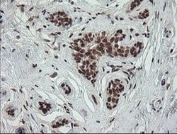 NUMB Monoclonal Antibody (OTI4F3), TrueMAB , OriGene 100 &mu;L; Unconjugated:Antibodies,