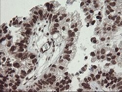 NUMB Monoclonal Antibody (OTI4F3), TrueMAB , OriGene 100 &mu;L; Unconjugated:Antibodies,