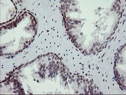 NUMB Monoclonal Antibody (OTI4F3), TrueMAB , OriGene 100 &mu;L; Unconjugated:Antibodies,