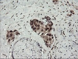 NUMB Monoclonal Antibody (OTI4F3), TrueMAB , OriGene 100 &mu;L; Unconjugated:Antibodies,