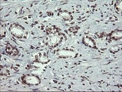 NUMB Monoclonal Antibody (OTI4F3), TrueMAB , OriGene 100 &mu;L; Unconjugated:Antibodies,