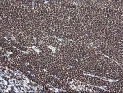 NUMB Monoclonal Antibody (OTI4F3), TrueMAB , OriGene 100 &mu;L; Unconjugated:Antibodies,