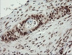 NUMB Monoclonal Antibody (OTI4F3), TrueMAB , OriGene:Antibodies:Primary