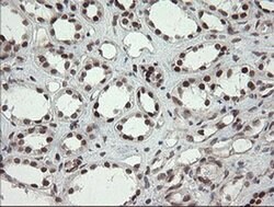 NUMB Monoclonal Antibody (OTI4F3), TrueMAB , OriGene 100 &mu;L; Unconjugated:Antibodies,