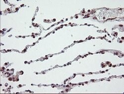 NUMB Monoclonal Antibody (OTI4F3), TrueMAB , OriGene 100 &mu;L; Unconjugated:Antibodies,