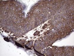 NUMB Monoclonal Antibody (OTI1B5), TrueMAB , OriGene 100 &mu;L; Unconjugated:Antibodies,