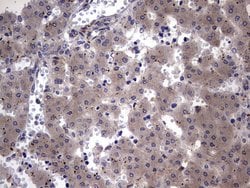 NUMB Monoclonal Antibody (OTI1B5), TrueMAB , OriGene 100 &mu;L; Unconjugated:Antibodies,