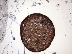 NUMB Mouse anti-Human, Clone: OTI1B5, lyophilized, TrueMAB 100 &mu;g; Unconjugated:Antibodies,