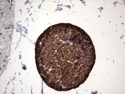 NUMB Monoclonal Antibody (OTI1B5), TrueMAB , OriGene 100 &mu;L; Unconjugated:Antibodies,