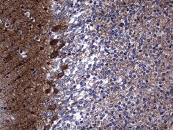 NUMB Monoclonal Antibody (OTI3H8), TrueMAB , OriGene 30 &mu;L; Unconjugated:Antibodies,