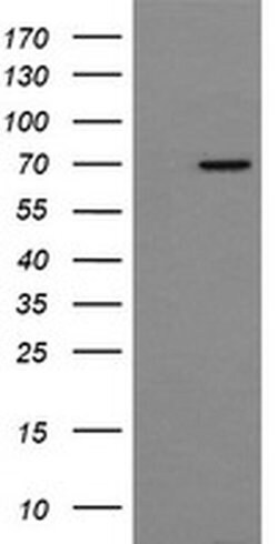 NUMB Mouse anti-Human, Clone: OTI5A9, liquid, TrueMAB 100 &mu;L; Unconjugated:Antibodies,