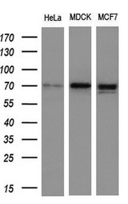 NUMB Monoclonal Antibody (OTI1A7), TrueMAB , OriGene 100 &mu;L; Unconjugated:Antibodies,