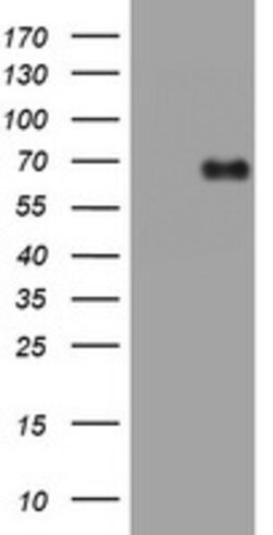 NUMB Mouse anti-Human, Clone: OTI2F1, lyophilized, TrueMAB 100 &mu;g; Unconjugated:Antibodies,