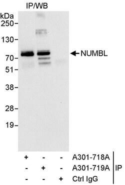 NUMBL Rabbit anti-Human, Polyclonal, Bethyl Laboratories 10 &mu;L; Unconjugated:Antibodies,
