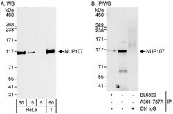 NUP107 Rabbit anti-Human, Polyclonal, Bethyl Laboratories 100 &mu;L; Unconjugated:Antibodies,