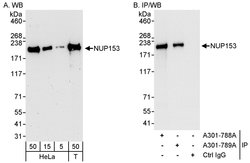 NUP153 Rabbit anti-Human, Polyclonal, Bethyl Laboratories 100 &mu;l; Unlabeled:Antibodies,